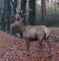 Edelhert in het herfstbos – Digitale fotoafdruk (vanaf €5)