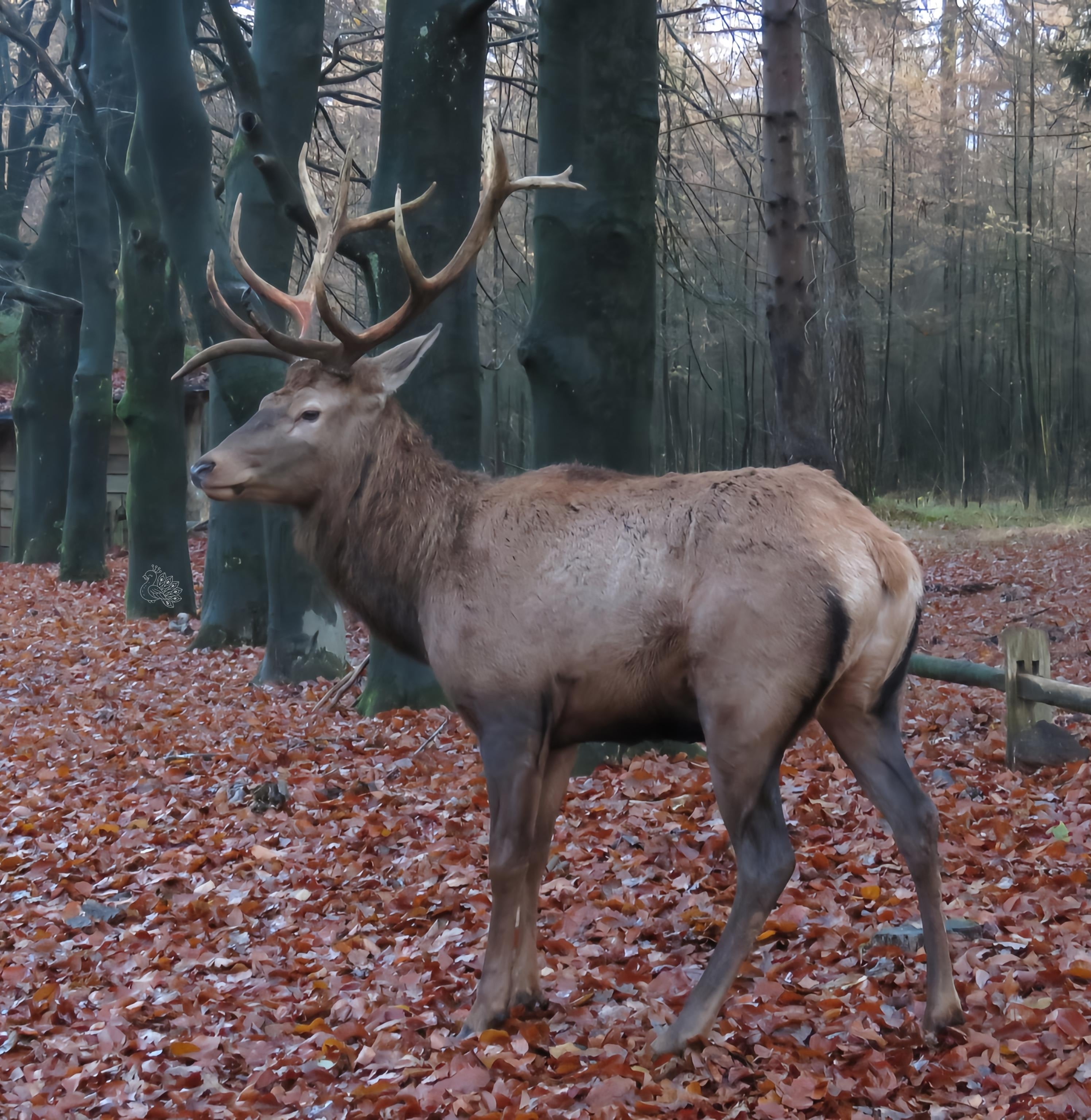 Edelhert in het herfstbos – Digitale fotoafdruk (vanaf €5)