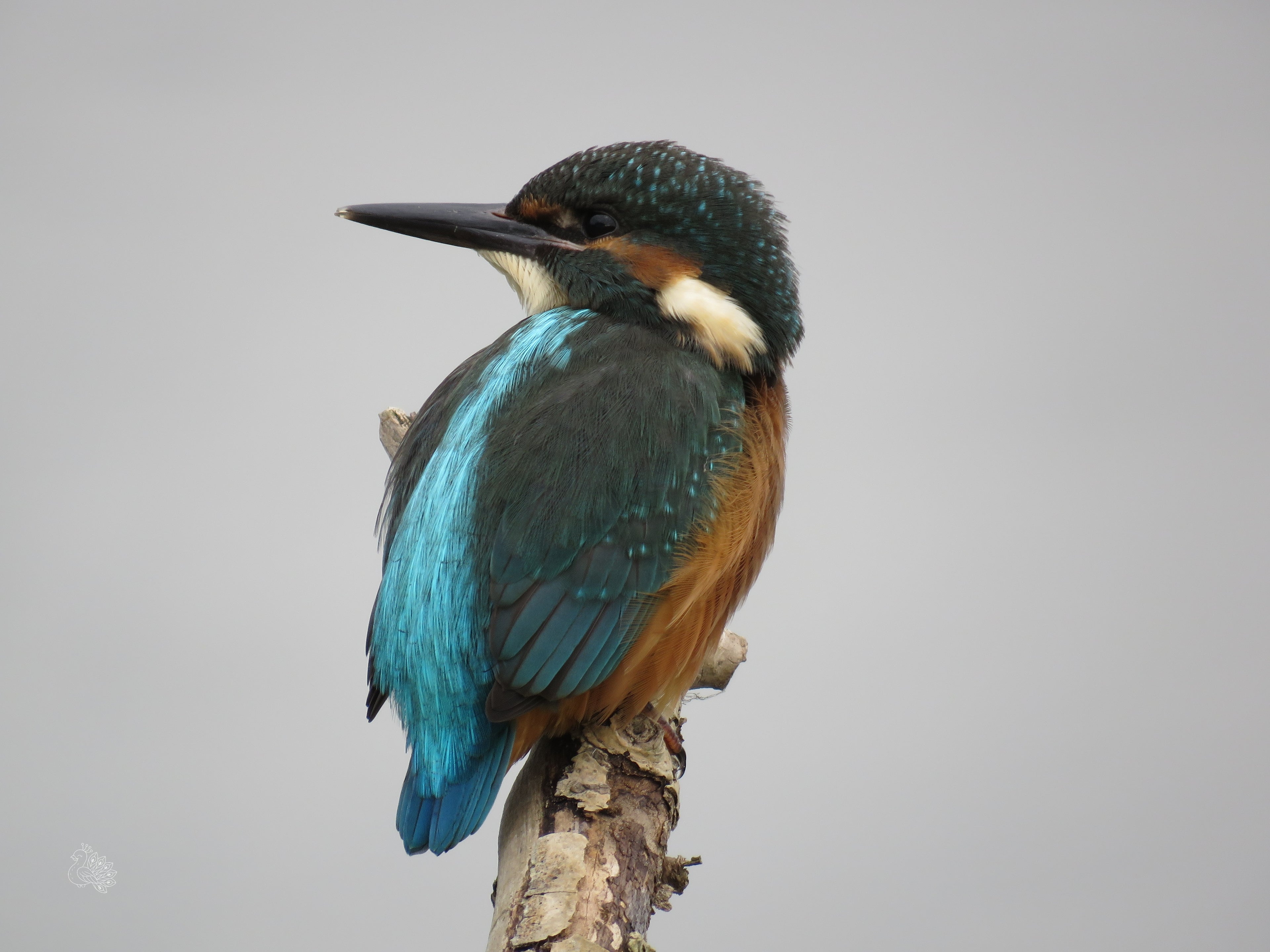 IJsvogel op een tak – Digitale fotoafdruk (vanaf €5)