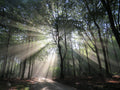 Zonnestralen in het bos – Digitale fotoafdruk (vanaf €5)